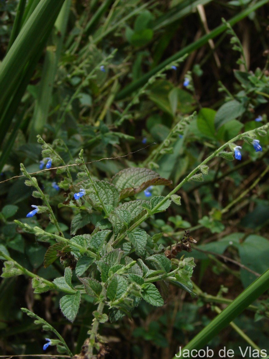 Salvia misella Kunth